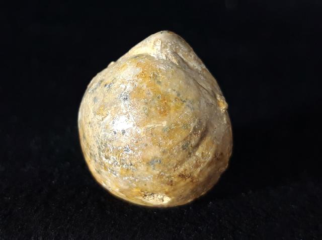 Sphaeroidothyris globisphaeroidalis (BUCKMAN 1914) - Bild © FossNet FossilienStore